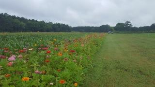 flower border around field