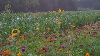 wildflower mixture in bloom