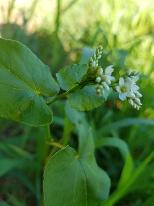 buckwheat flowering