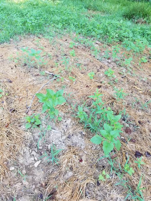 sparse cover due to drought