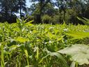 Low-angle close-up of green weeds and grass in a sunlit field with trees beyond