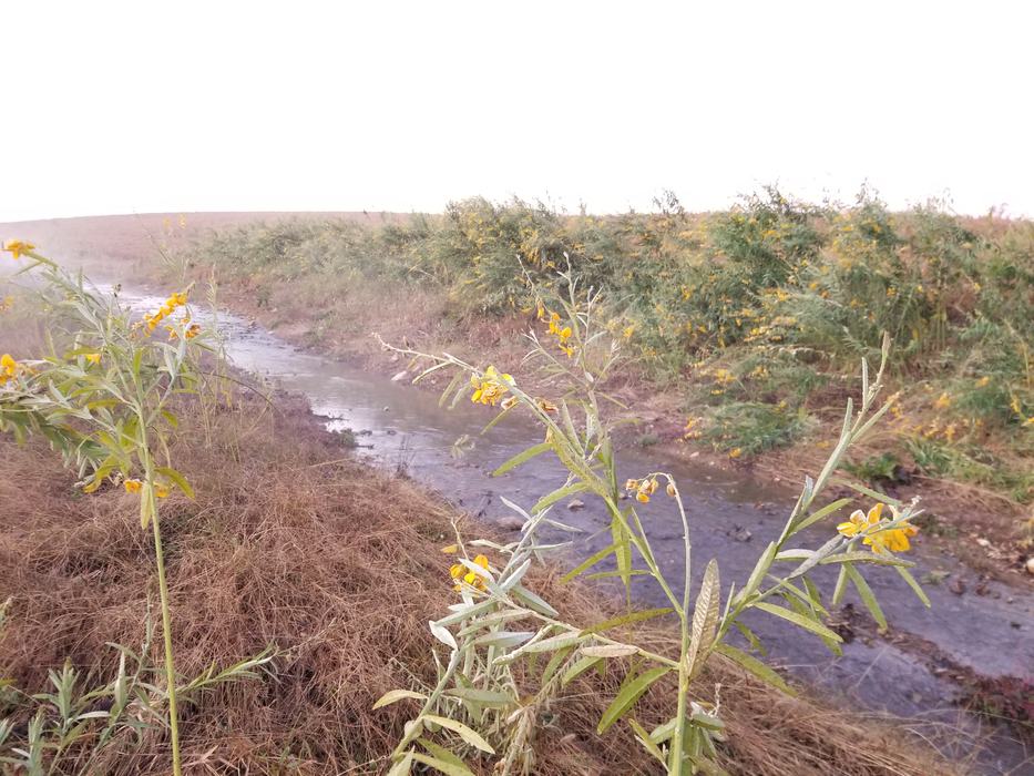 hemp blooming late in the season