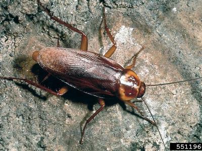 Image of a roach