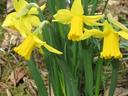 Image of flowers
