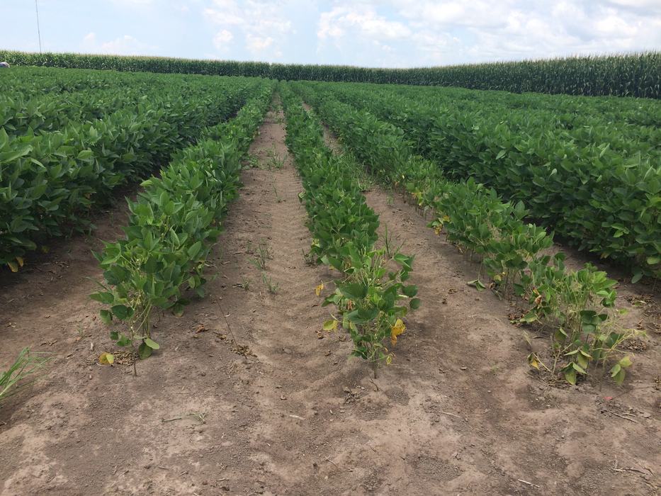 Root Knot Nematode Stunting