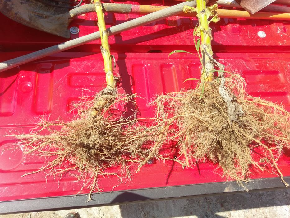 Fumigation vs no fumigation