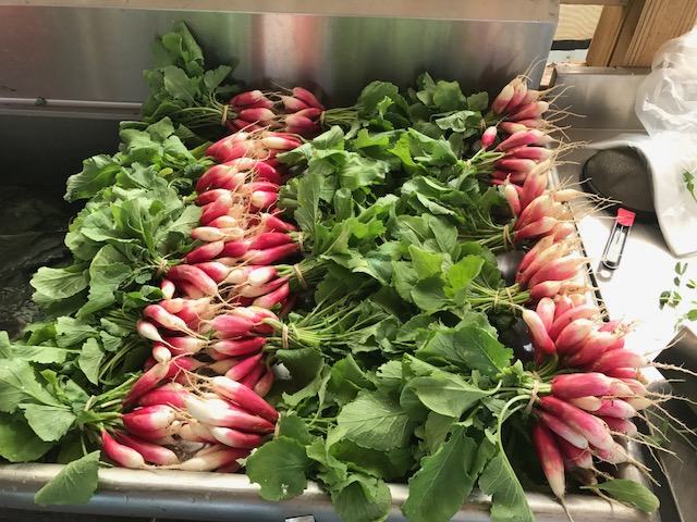 Bunches of red-and-white radishes with leafy greens laid in a stainless steel sink
