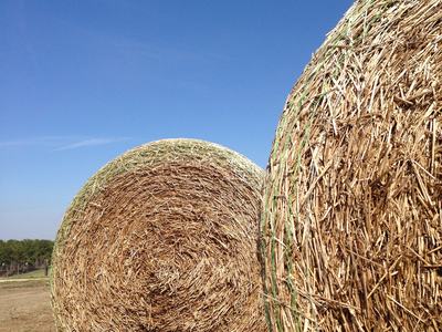 Image of hay