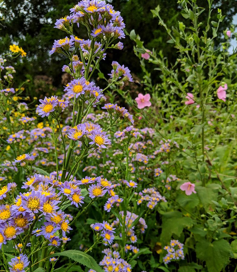 Dwarf 'Jin Dai' Tartarian aster. 