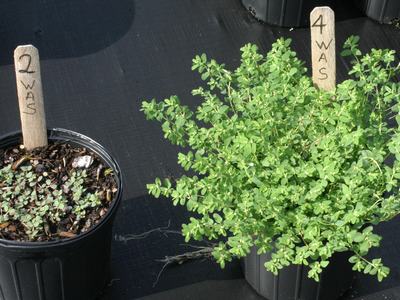 2 week old plants are small. 4 week old plants fill the pots