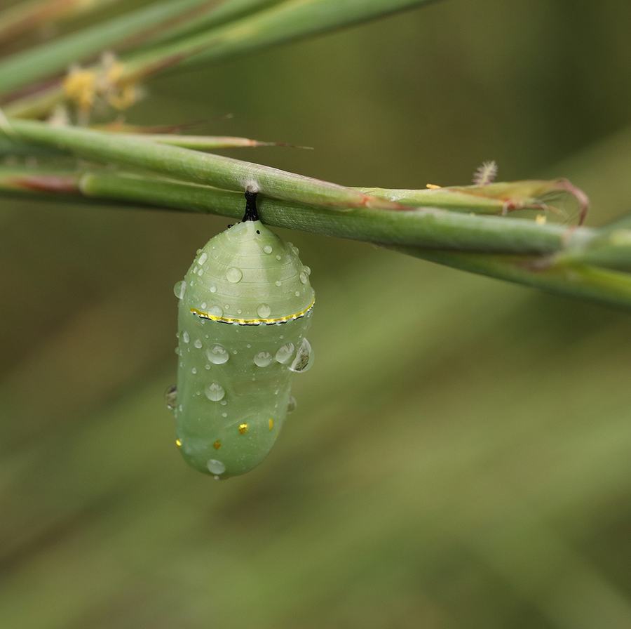 Monarch chrysalis on splitbeard bluestem.