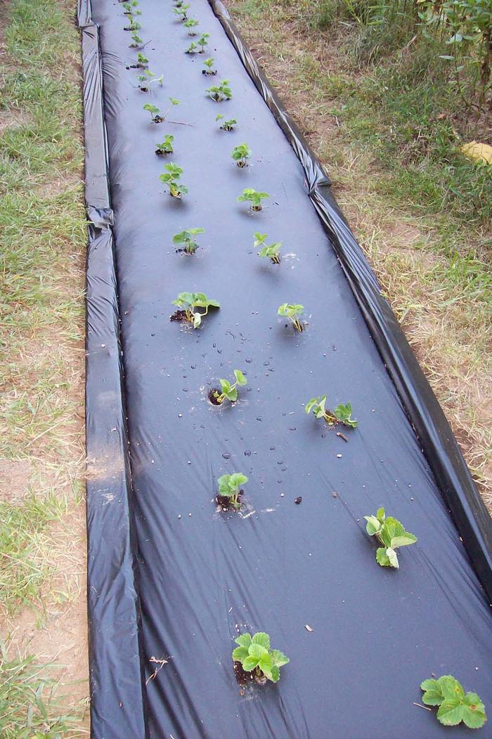 Strawberries in black plastic