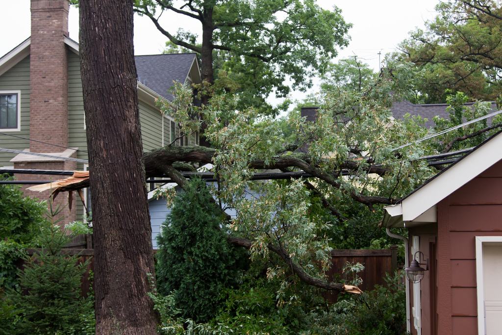 downed trees and limbs