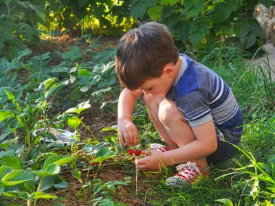 Child eating strawberries in the garden