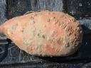 Dirty pink sweet potato with knobby bumps on scratched black plastic surface