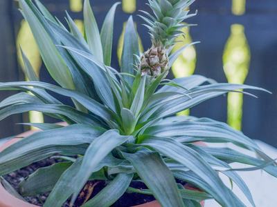 Image of a pineapple top