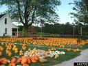 Image of pumpkin patch