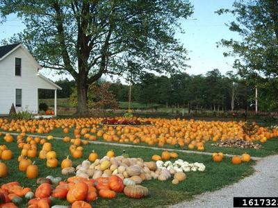 Image of pumpkin patch