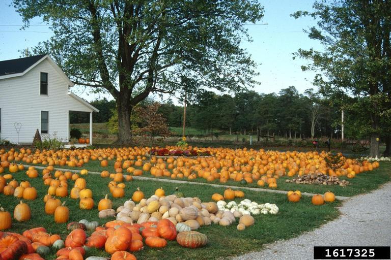 Image of pumpkin patch