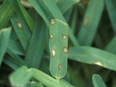 gray leaf spot on St. Augustinegrass