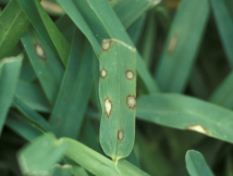 gray leaf spot on St. Augustinegrass