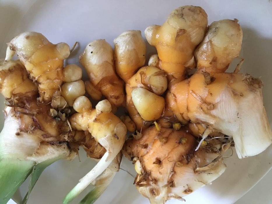 Turmeric
