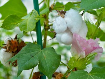 Open white cotton boll and pink cotton blossom among green leaves