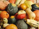 colorful winter squash