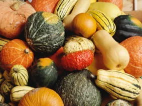 colorful winter squash