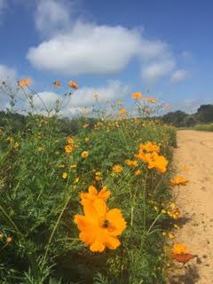 flowering poppies