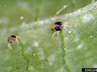 Close-up view of two-spotted spider mites (Tetranychus urticae) on corn