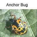 Anchor bug adult