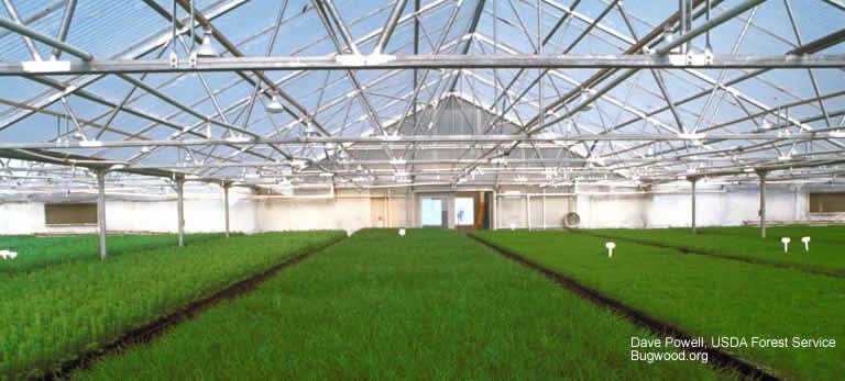 crop growing in greenhouse