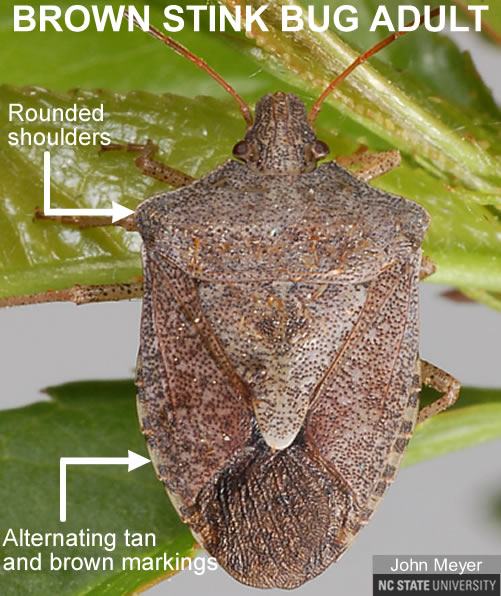 Brown Stink Bug adult