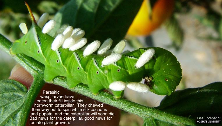 parasitic wasp larvae on hornworm