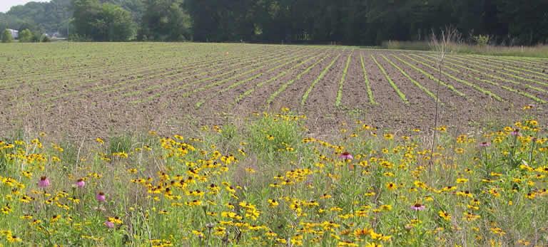 field with crop emerging