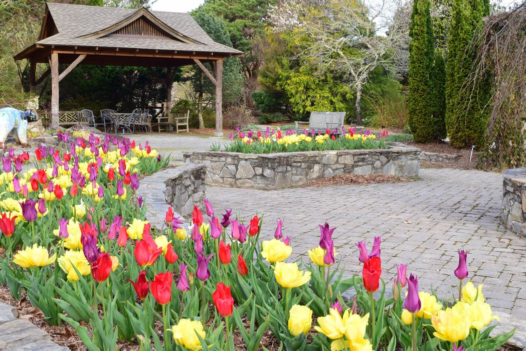 tulip border