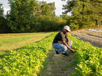 Man crouching in a field inspecting rows of leafy green crops