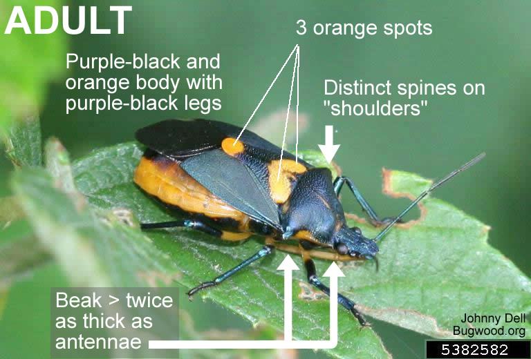 Euthyrhynchus Bug adult