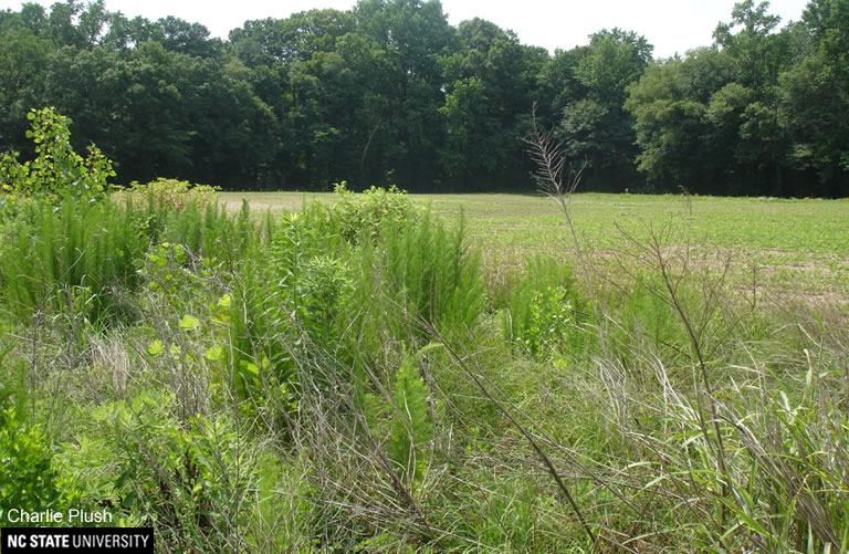 fallow field border