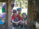 Children crouching outside a chicken coop looking at a white chicken through wire mesh