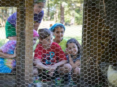 Children crouching outside a chicken coop looking at a white chicken through wire mesh