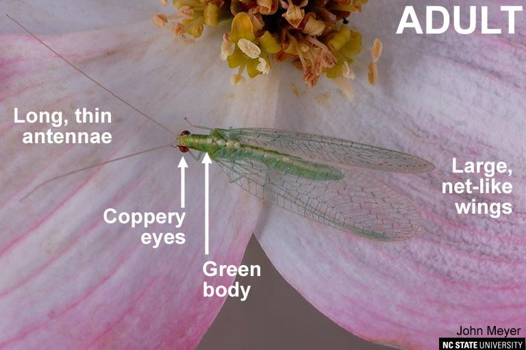 Green lacewing adult