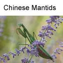 Chinese Mantid