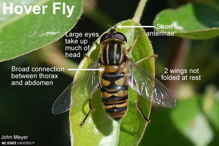 Hover Fly similarity to Paper Wasp
