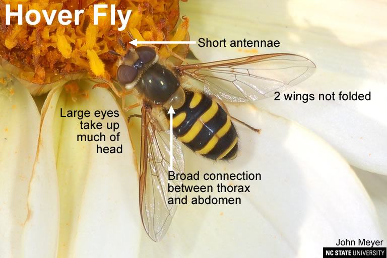 Hover Fly similar in appearance to Yellow Jacket