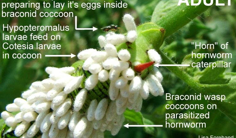 Hyperparasite Example Hyperparasitoids - Entomology | NC State Extension