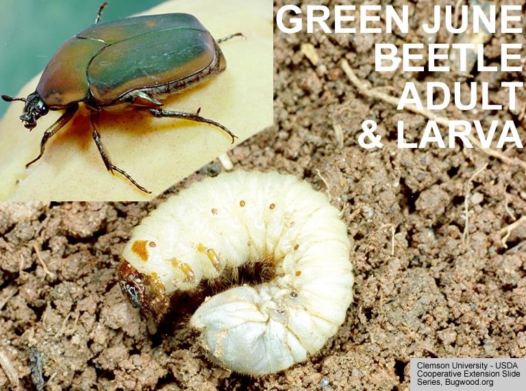 June Beetle adult and larva