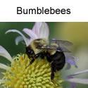 Bumblebee on flower