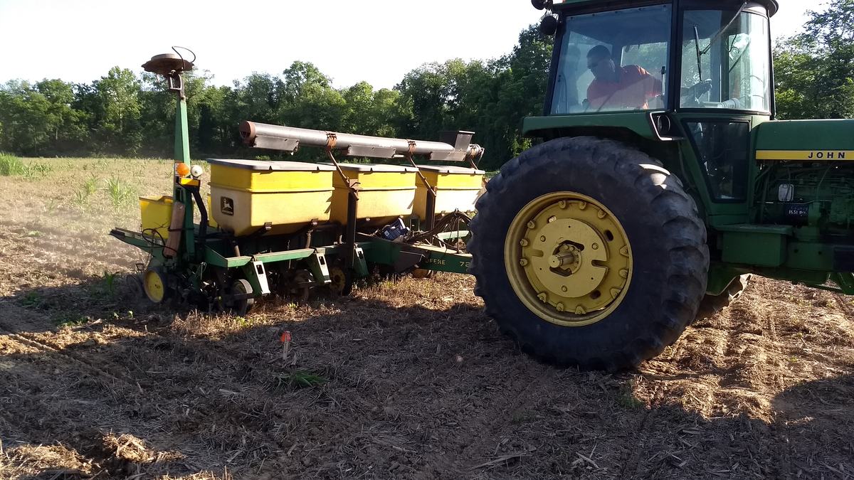 planting corn